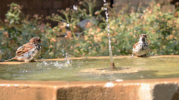 Vögel lieben es ein Wasserbad zu nehmen, damit reinigen sie ihr Gefieder. Sie dabei zu beobachten macht viel Freude!
