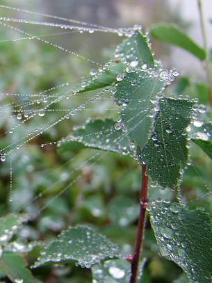 Bild 4: Spinnweben