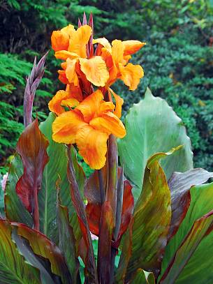 Eine Pflanze des Indischen Blumenrohrs genügt für pralles Tropenflair.