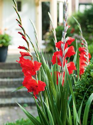 Energie am Wegesrand: Gladiolen stehen für Besucher Spalier.