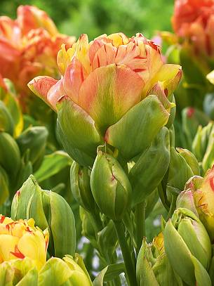 Bild 3: Die spätblühende, gefüllte Neuheit ‘Fruitcocktail’ blüht mit ständig wechselnder Blütenfarbe in gelb-orange-roten Tönen.
