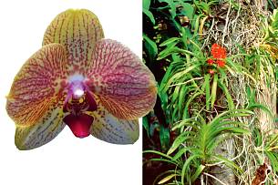 Die meisten Orchideen sind in ihrer Heimat Baum bewohnende Epiphyten. Blühfreudig und pflegeleicht: Phalaenopsis (links).