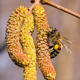 Dicke Hose: Bienen fliegen auf Haselpollen